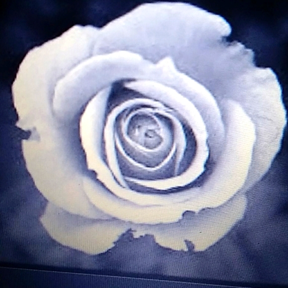 Shirt - Picture 1 of 1